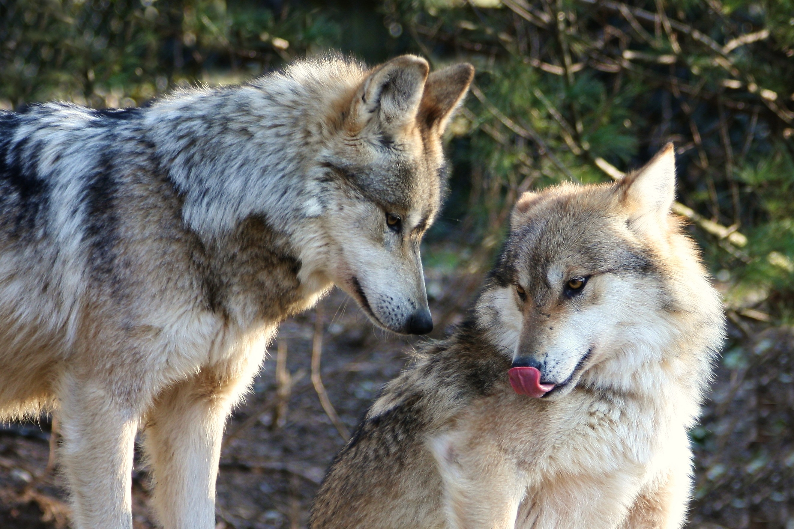 Волк с другим животным. Волк и волчица. Два волка. Волк Мем. Молодые волки.
