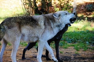 Denali (alpha male's brother) and Luna (female alpha) playing, The International Wolf Center, Ely, MN