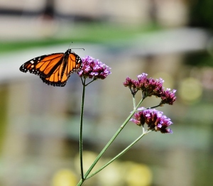 monarch butterfly on purple flowers (1280x1119)