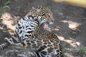 jaguar-licking-himself-and-tongue-800x533