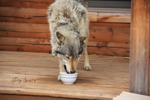 Zoerro Timber Wolf (640x427)